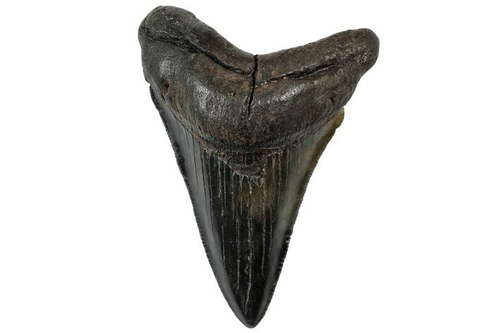 Serrated, Fossil Megalodon Tooth - South Carolina #310424